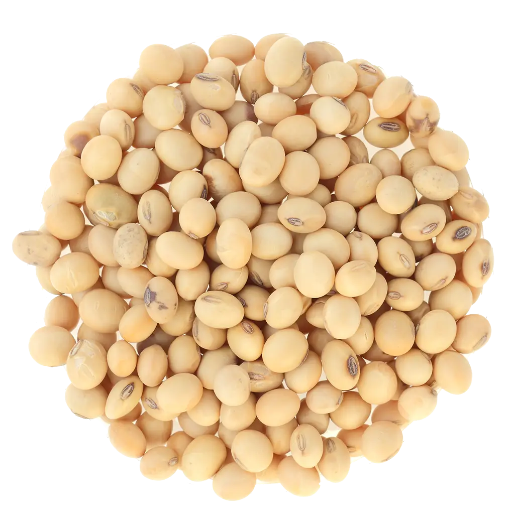Pile of Raw Soybeans
