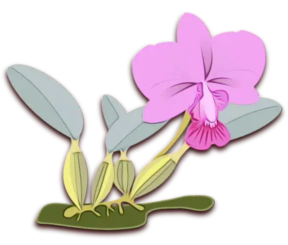 Beautiful Pink Orchid Flower Illustration