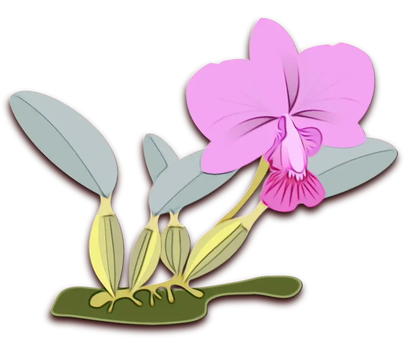 Beautiful Pink Orchid Flower Illustration