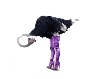 Ostrich Wearing Purple Boots
