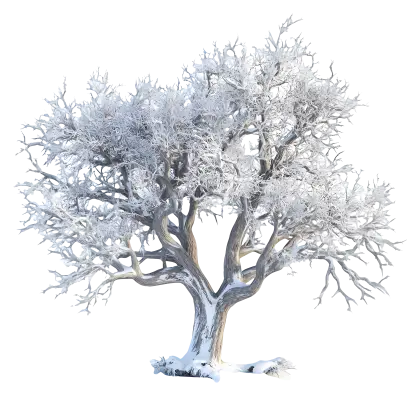 Snow-Covered Tree in Winter