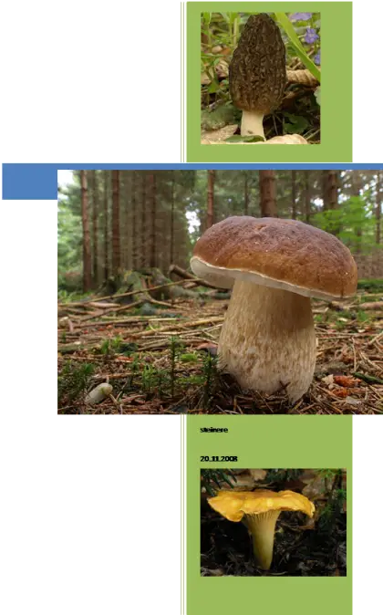 Various Mushrooms in the Forest