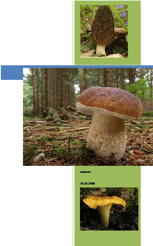 Various Mushrooms in the Forest