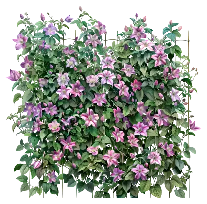 Beautiful Flowering Vines with Purple Blossoms