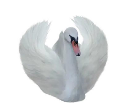 Graceful White Swan with Spread Wings