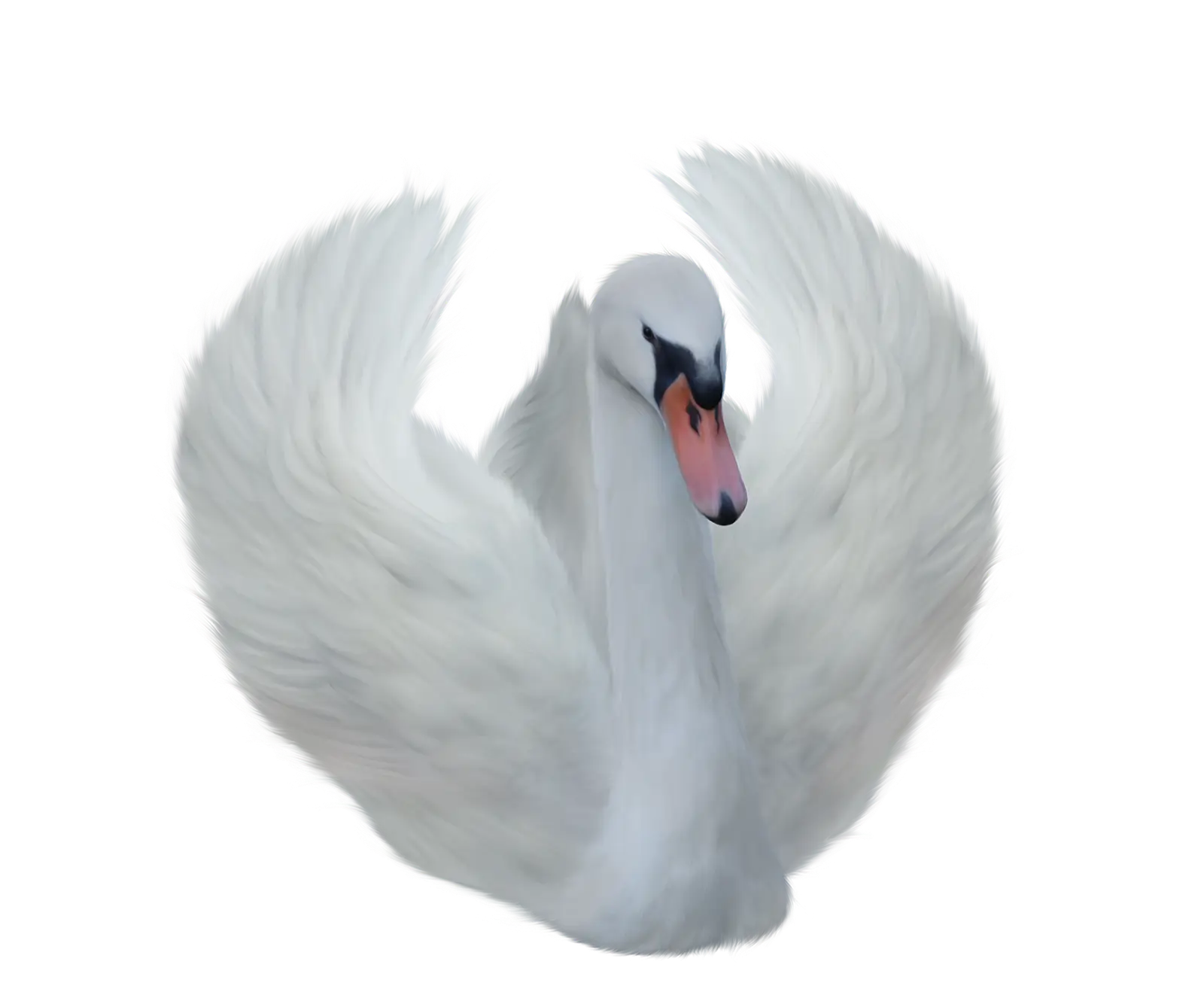 Graceful White Swan with Spread Wings