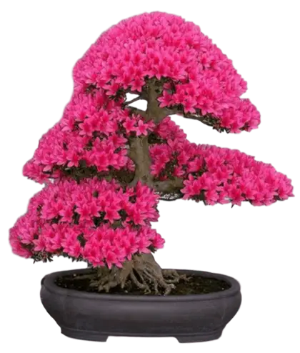 Pink Flowering Bonsai Tree