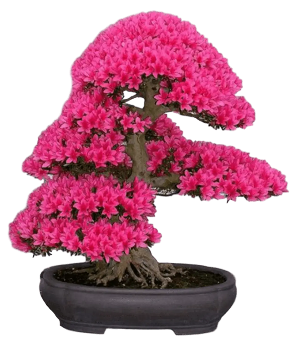Pink Flowering Bonsai Tree