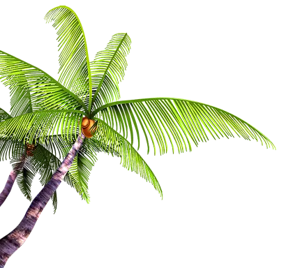 Two Coconut Trees with Fresh Green Palms