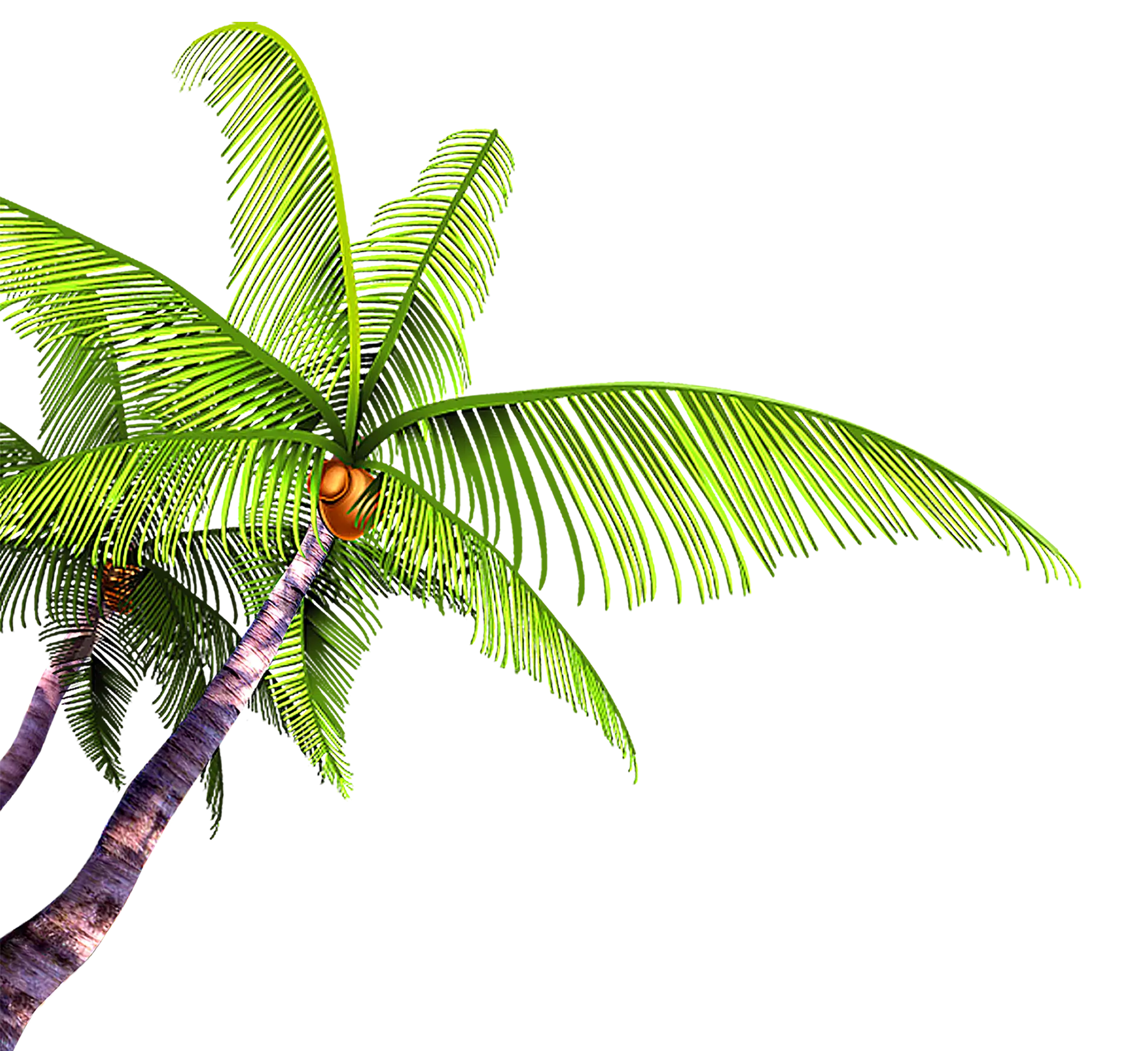 Two Coconut Trees with Fresh Green Palms