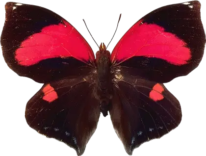 Exotic Black and Red Butterfly
