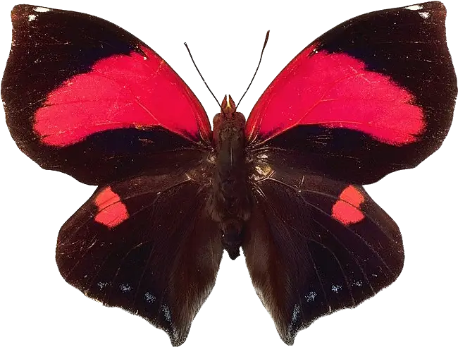Exotic Black and Red Butterfly