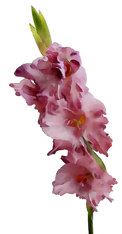 Pink Gladiolus Flower Illustration
