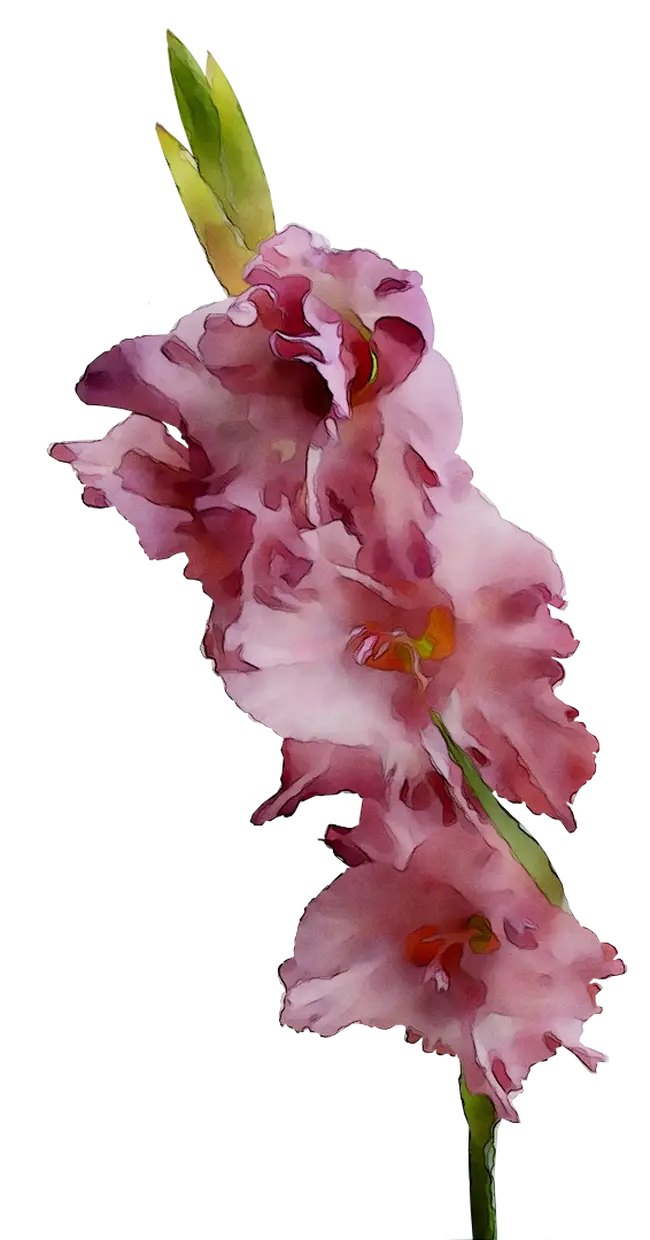 Pink Gladiolus Flower Illustration