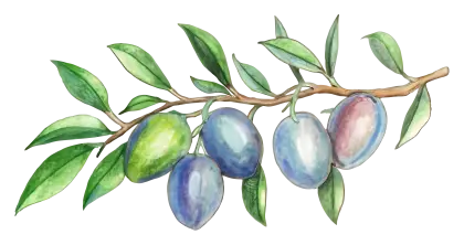 Olive Branch with Leaves
