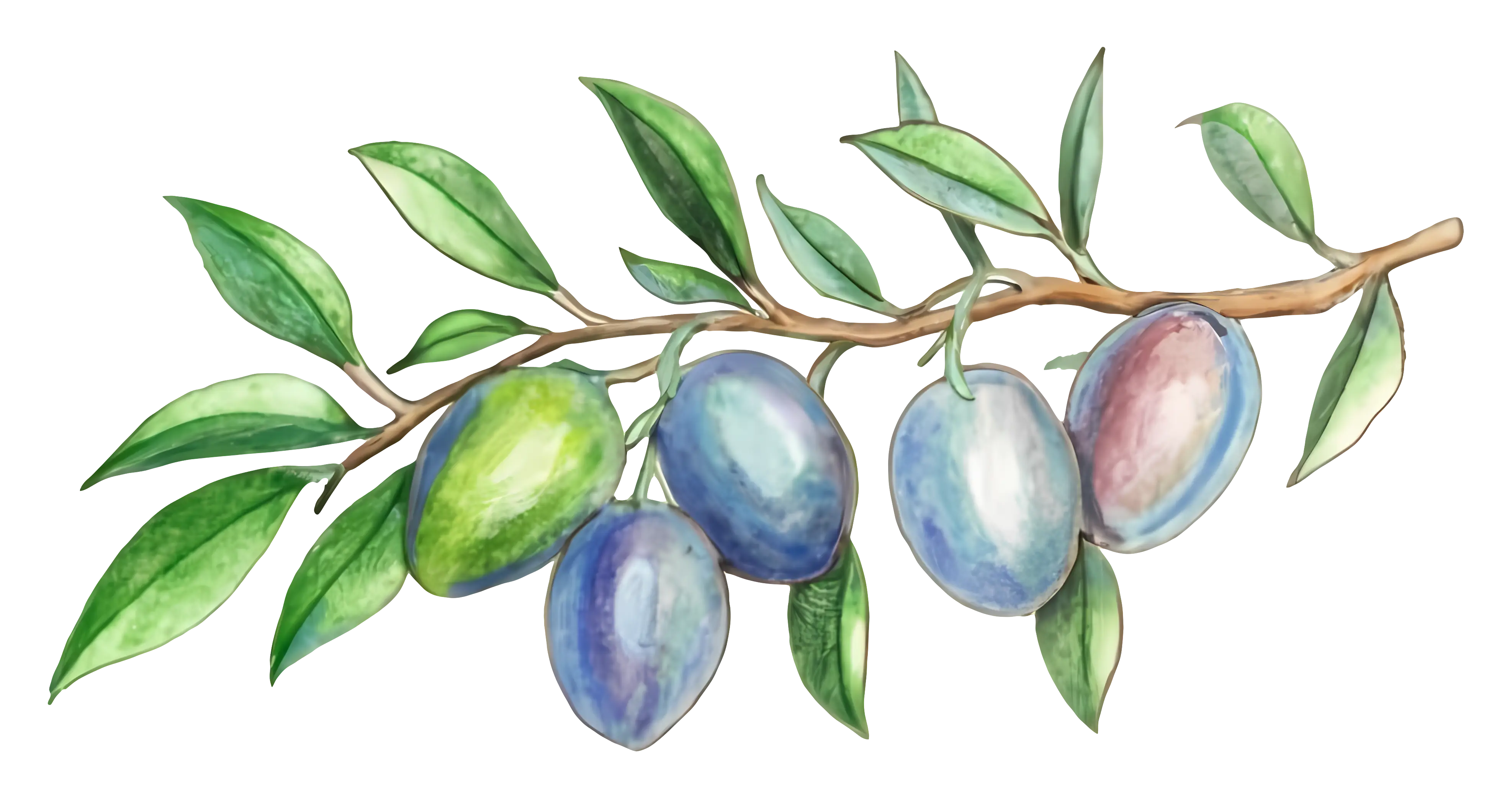 Olive Branch with Leaves