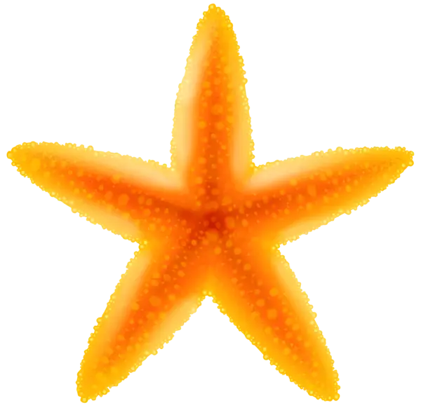 Vivid Orange Starfish Illustration