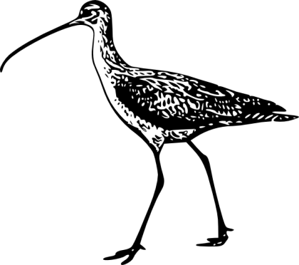 Illustration of Shorebird Silhouette