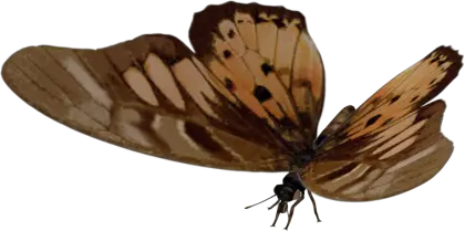 Brown Butterfly with Wings Spread