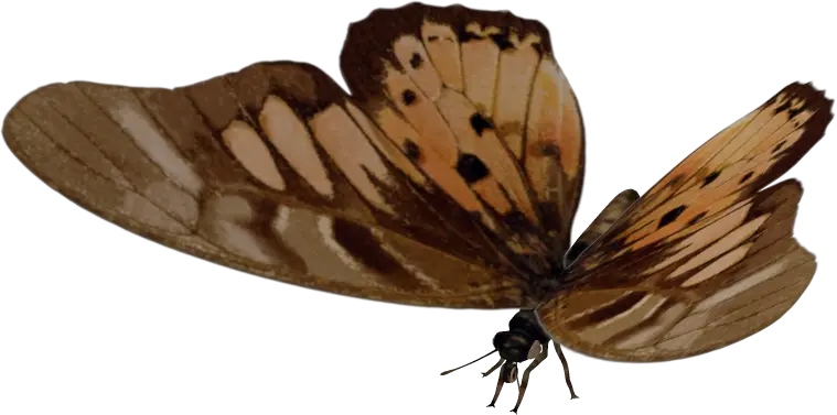 Brown Butterfly with Wings Spread
