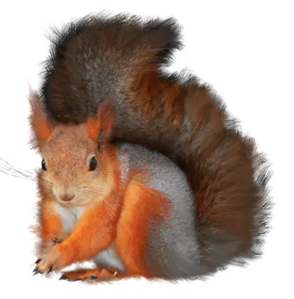 Realistic Squirrel in Natural Habitat
