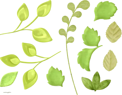 Green Leaves and Branches Vector Illustration