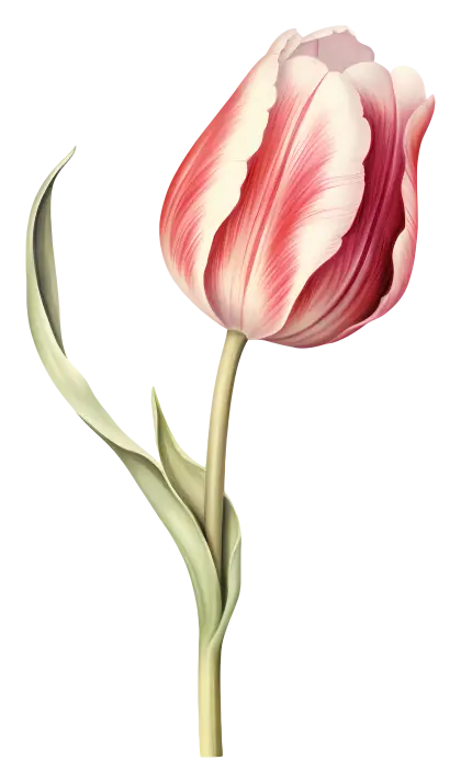 Red Tulip Flower Illustration