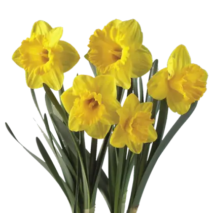Bunch of Yellow Daffodils