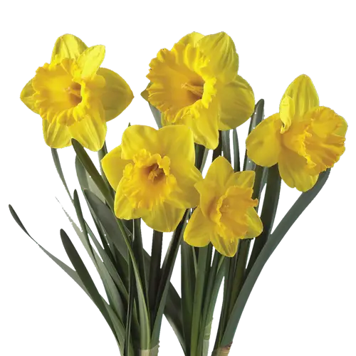 Bunch of Yellow Daffodils