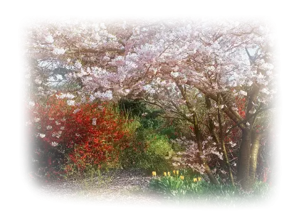 Cherry Blossoms in Garden