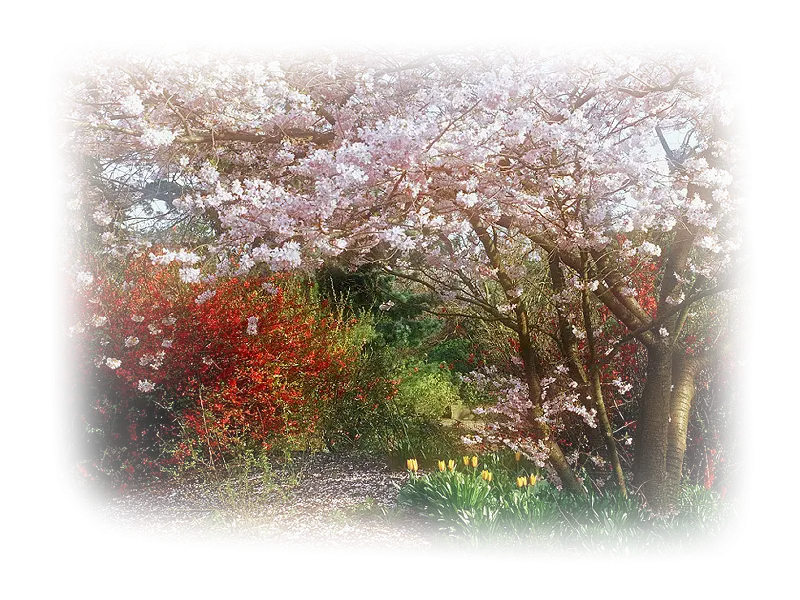 Cherry Blossoms in Garden