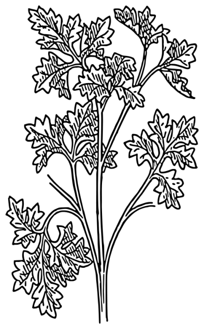 Parsley Line Art Illustration for Botanical Use