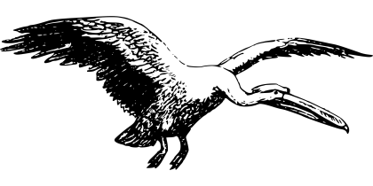 Black and White Flying Pelican Illustration