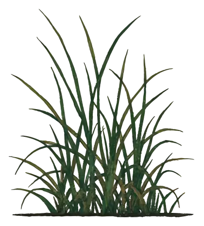 Tall Green Grass Illustration