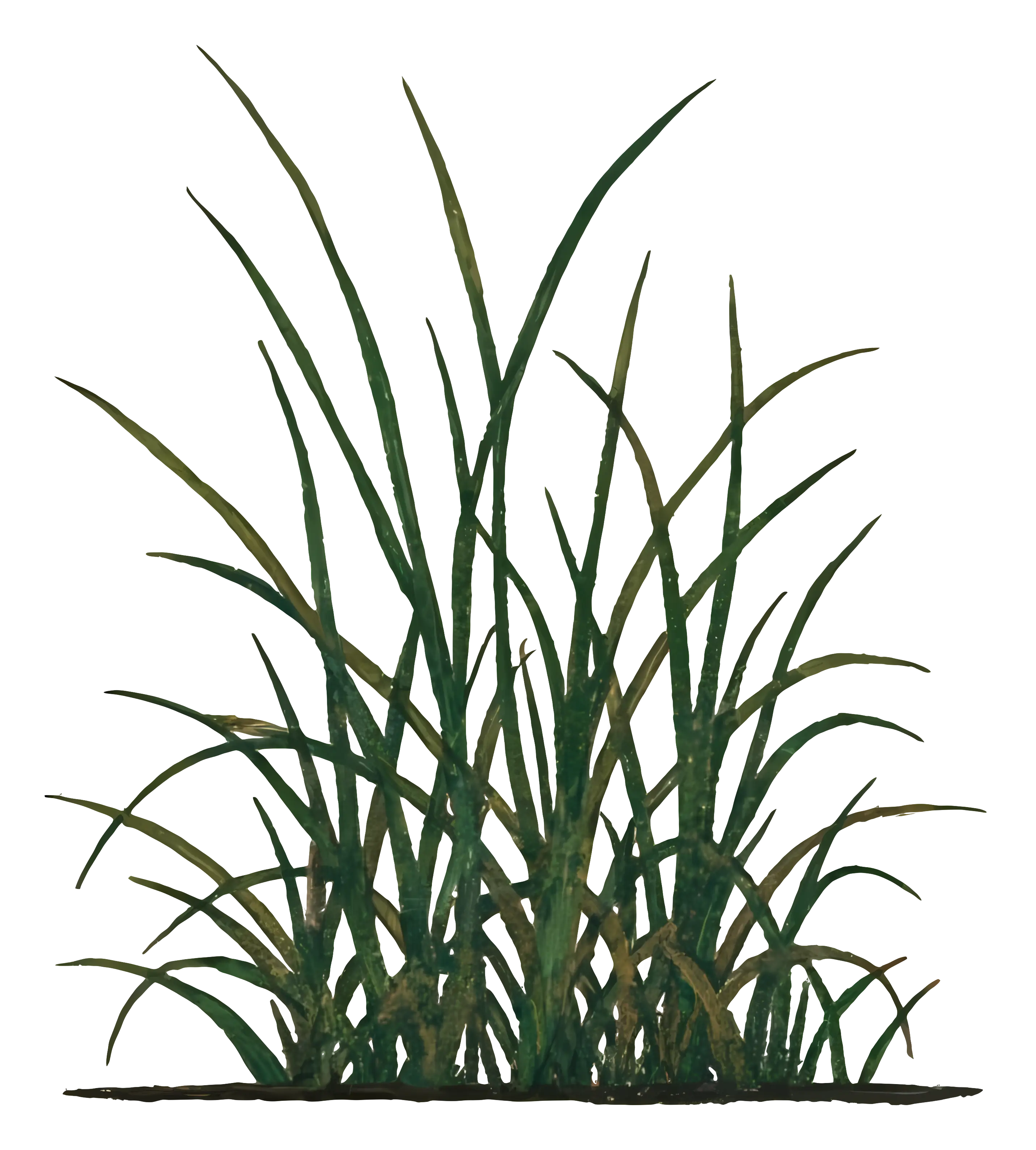 Tall Green Grass Illustration
