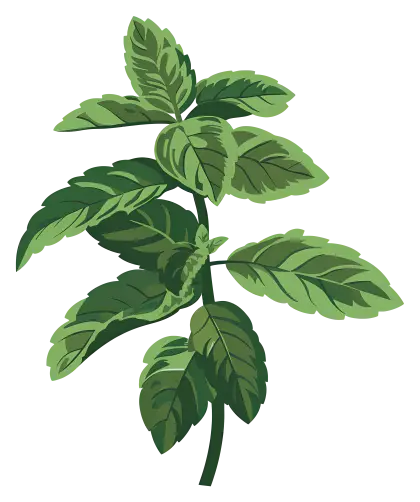 Illustration of Green Basil Plant