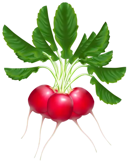 Bunch of Red Radishes