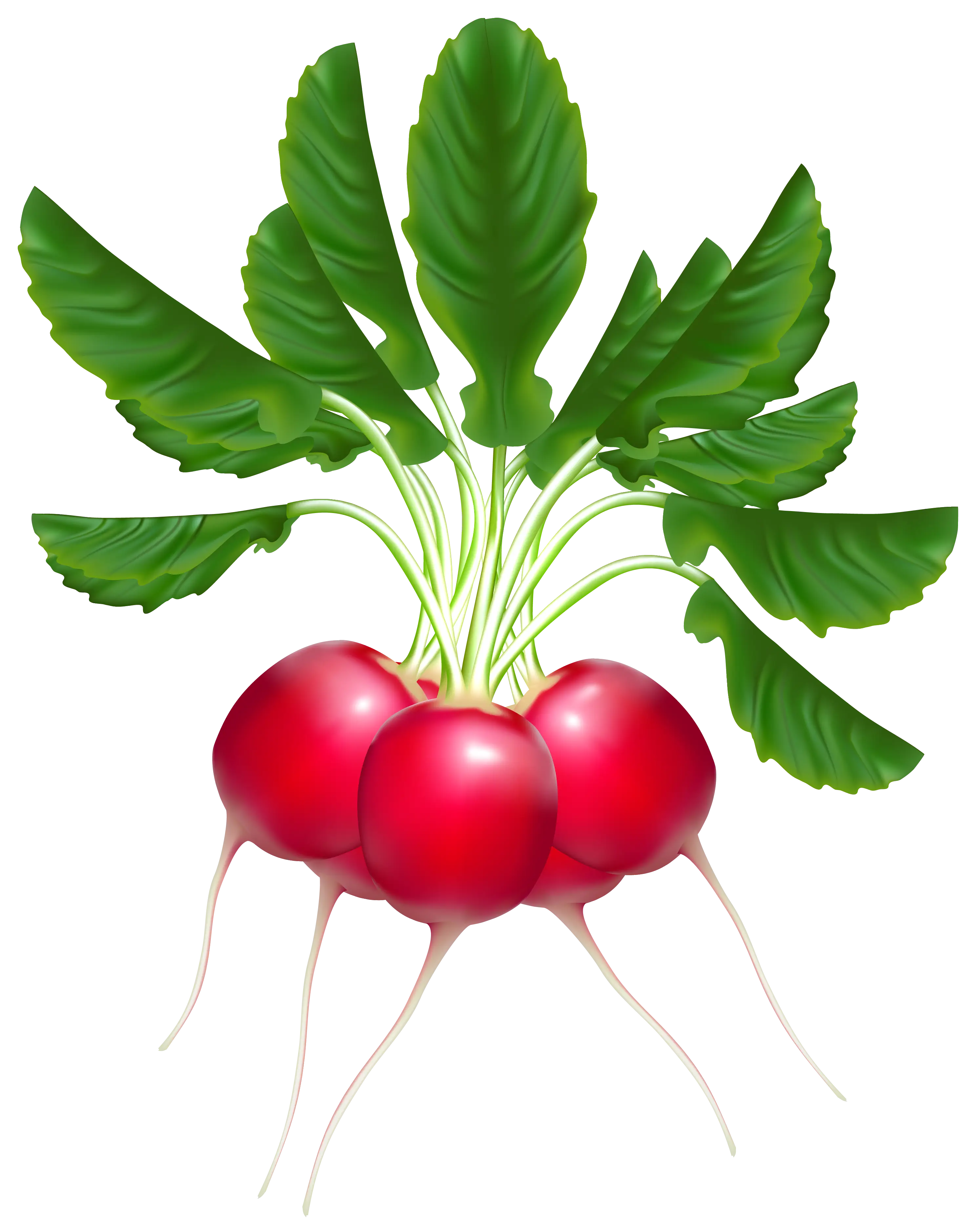 Bunch of Red Radishes