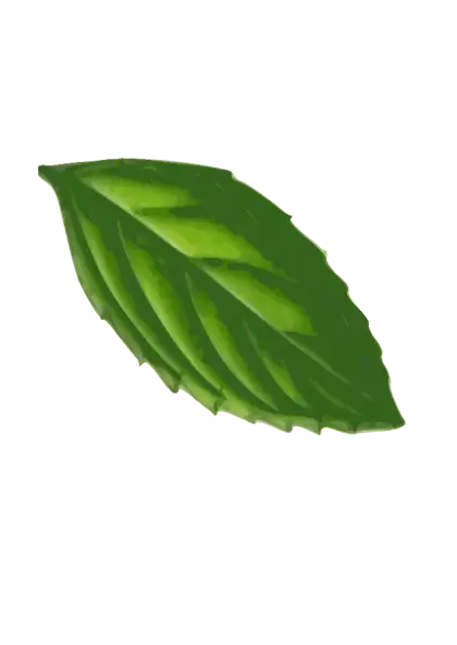 Single Green Leaf