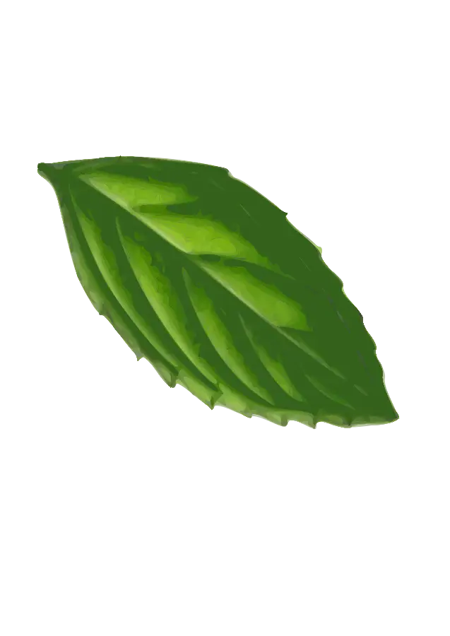 Single Green Leaf