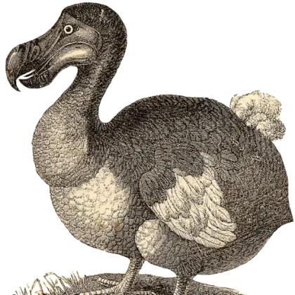 Illustration of a Dodo Bird