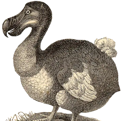 Illustration of a Dodo Bird