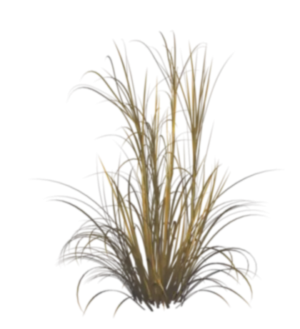 Dry Grass Plant in Natural Environment