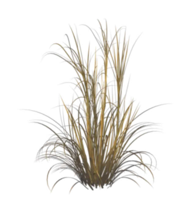 Dry Grass Plant in Natural Environment