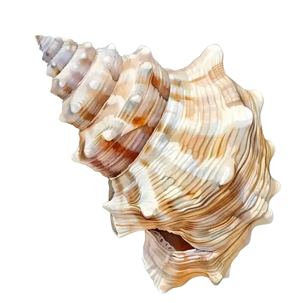 Detailed Sea Shell Illustration