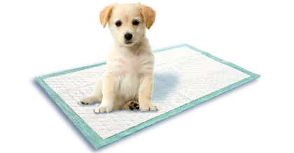 Cute Puppy on Training Pad