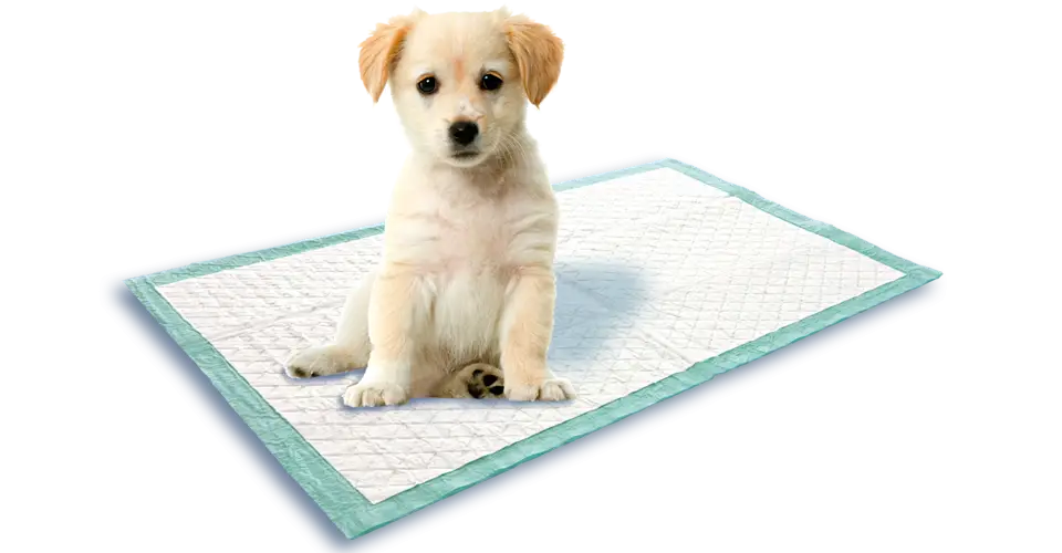 Cute Puppy on Training Pad