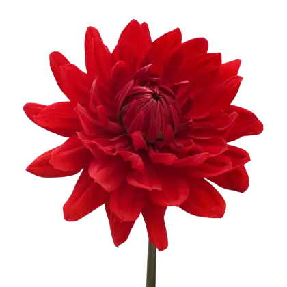 Beautiful Red Dahlia Flower with Vibrant Petals