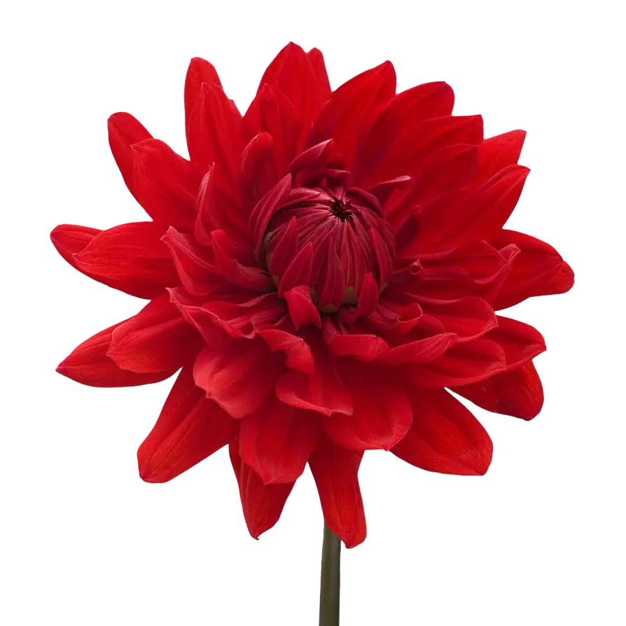 Beautiful Red Dahlia Flower with Vibrant Petals