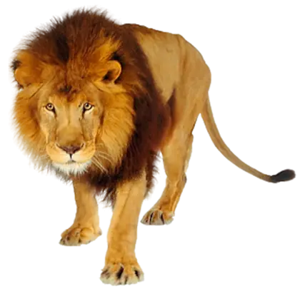 Lion Facing Forward Illustration